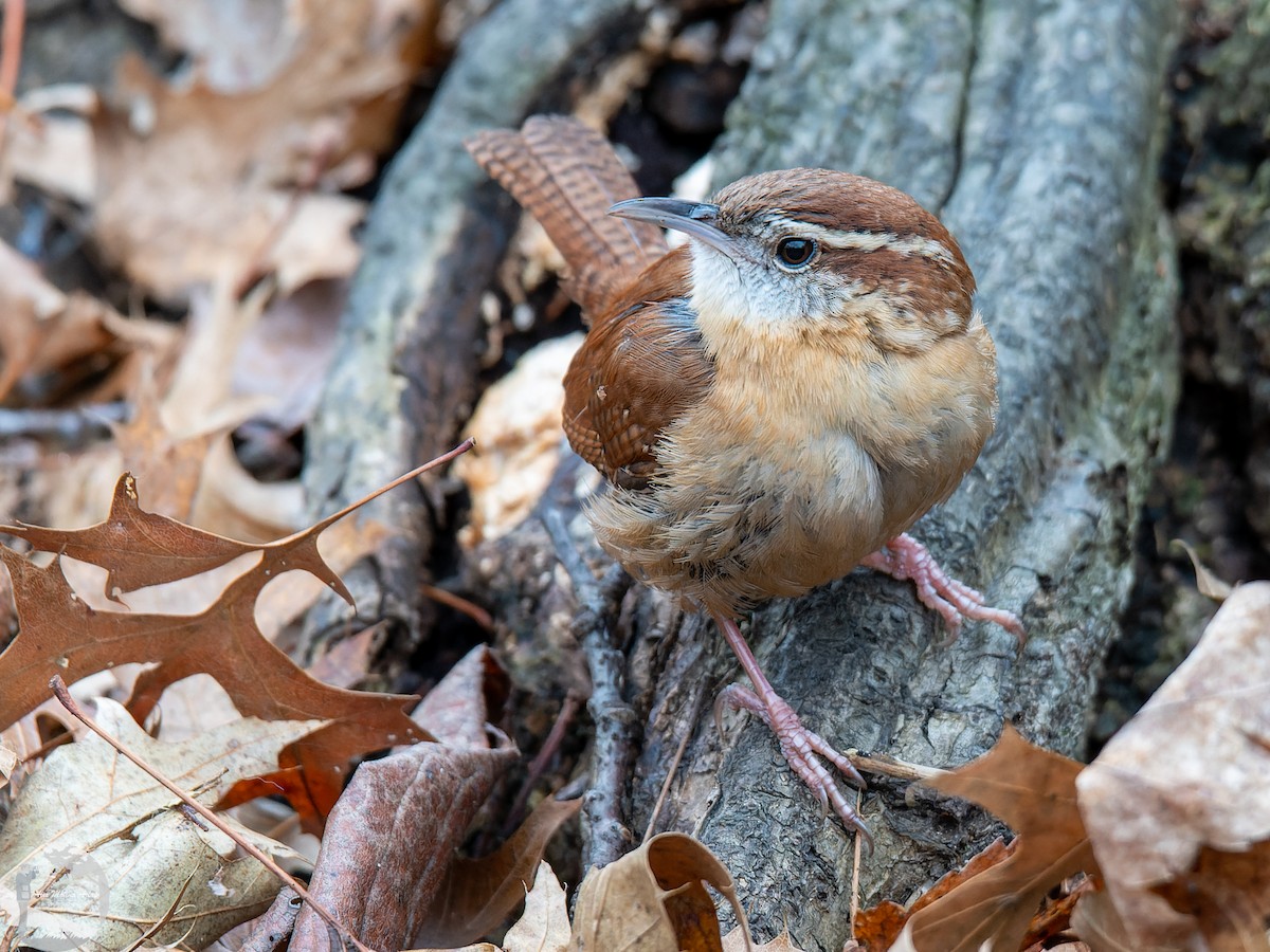 Carolina Wren - ML526671741