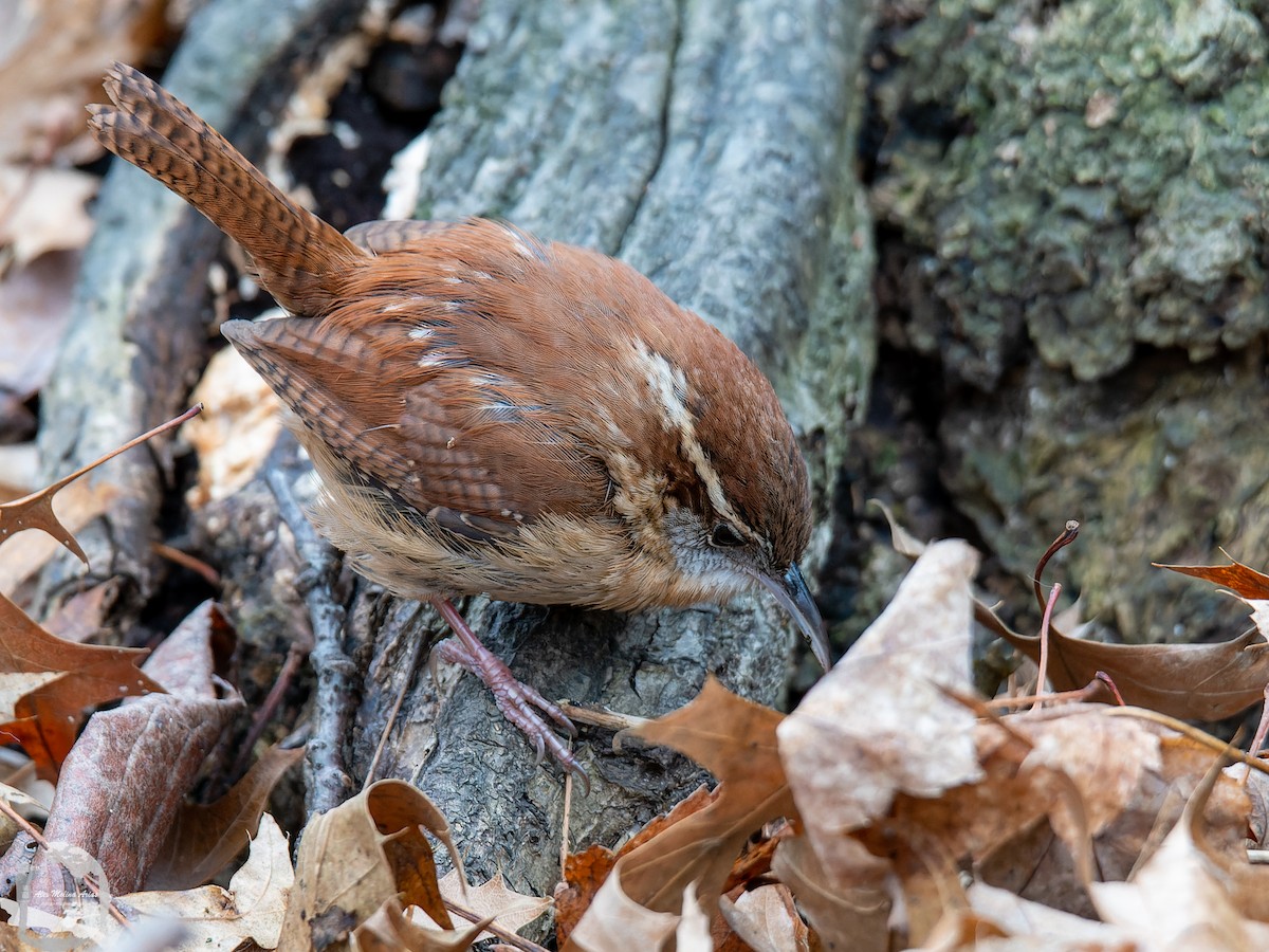 Carolina Wren - ML526671751
