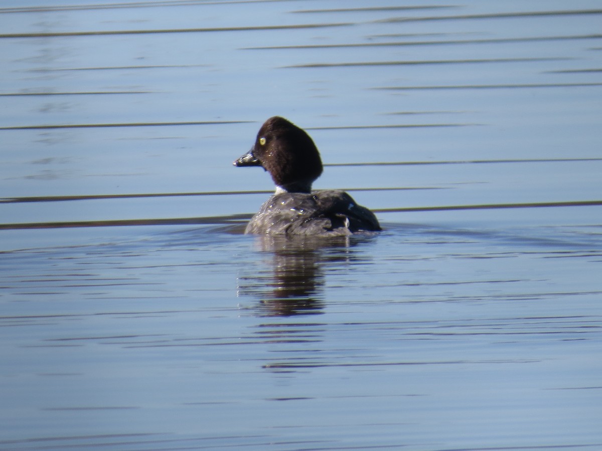 Common Goldeneye - ML526671951