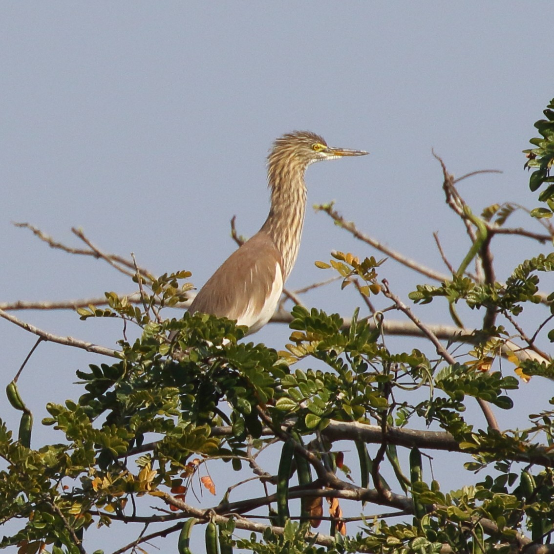 Chinese Pond-Heron - Paul Anderson