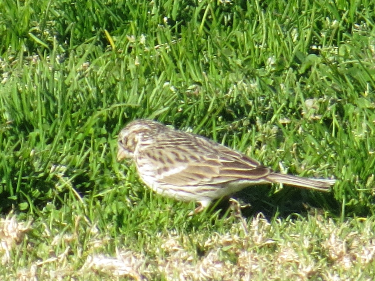 Vesper Sparrow - ML526673841