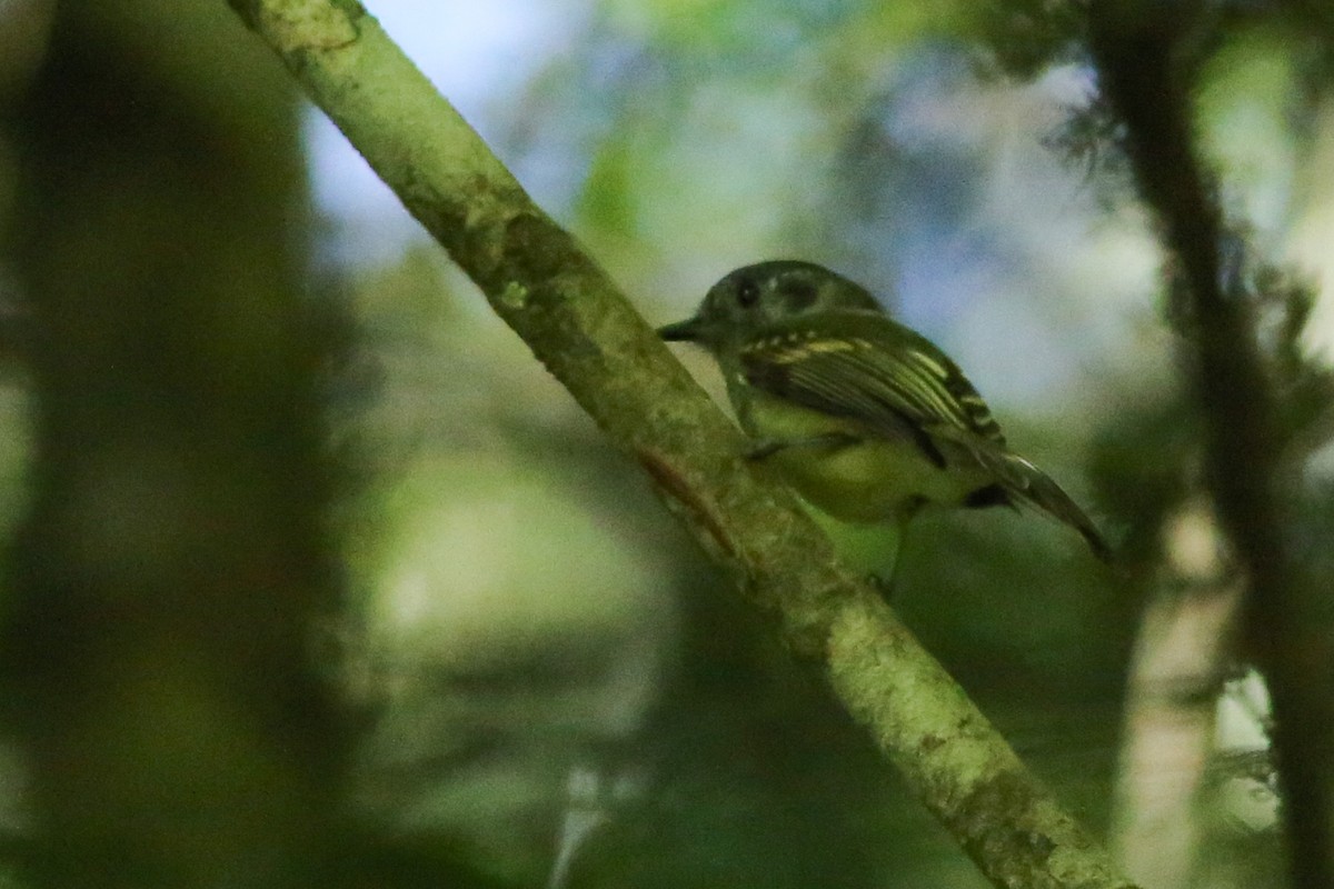 Slaty-capped Flycatcher - Angus Pritchard