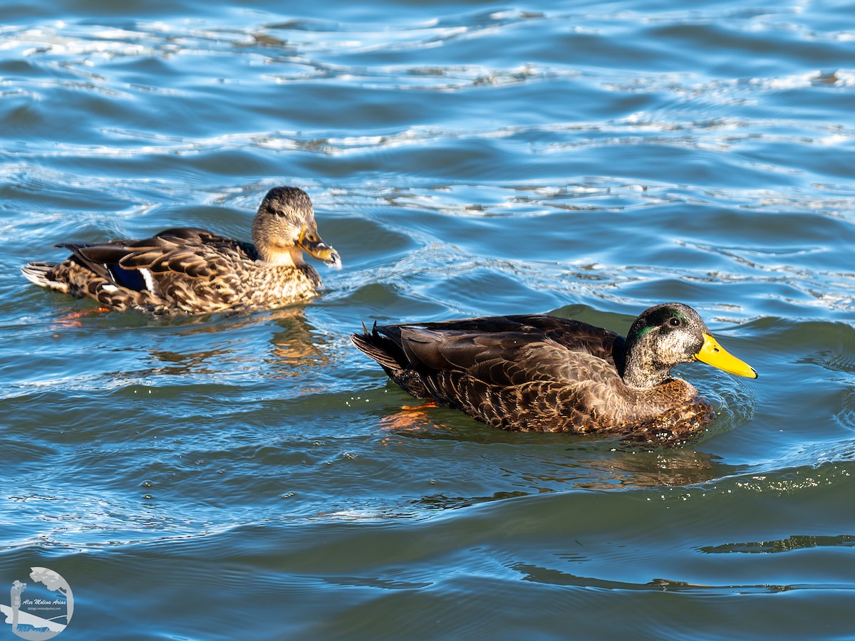 Canard noir - ML526674791