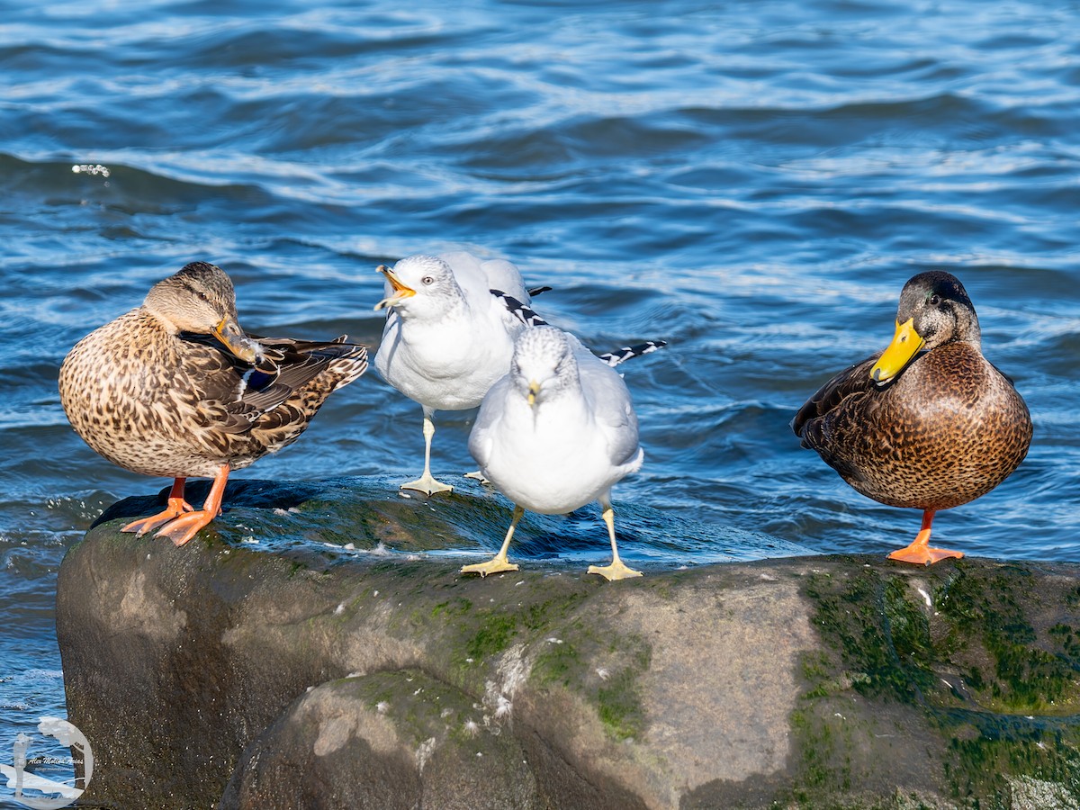 American Black Duck - ML526674801