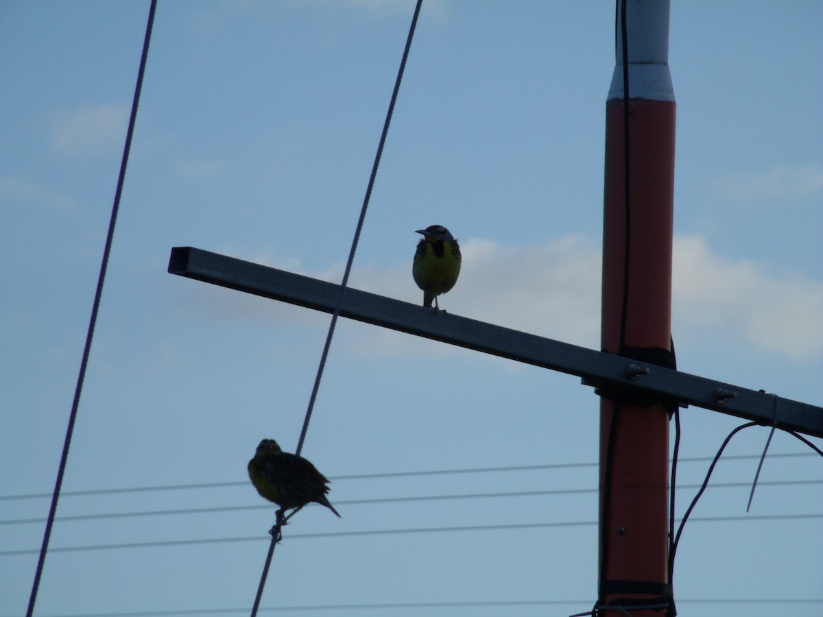 Eastern Meadowlark (Eastern) - ML52667511