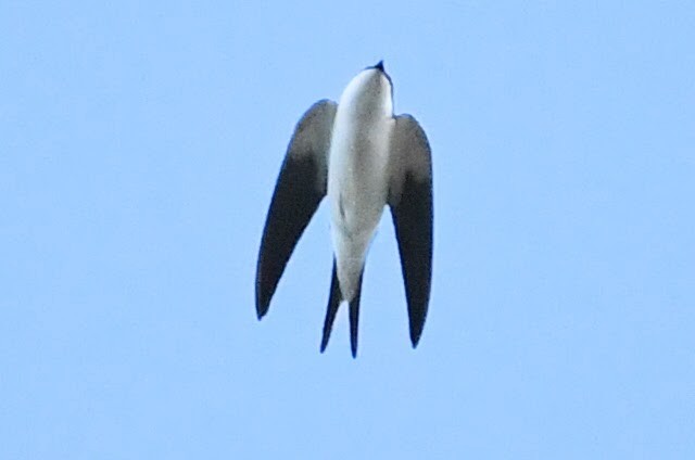 Golondrina de las Bahamas - ML526675521