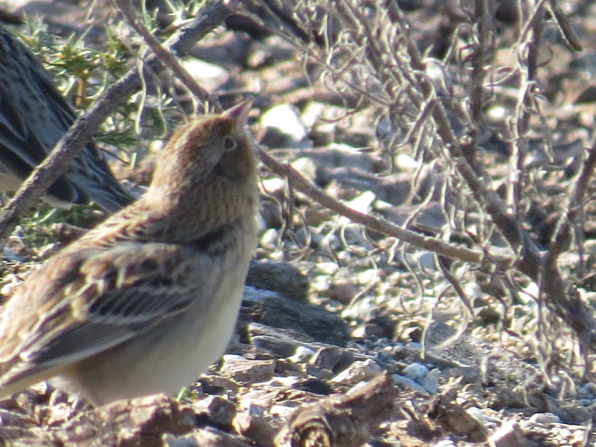 Grasshopper Sparrow - ML526677021