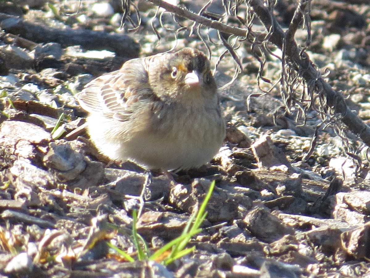 Grasshopper Sparrow - ML526677071