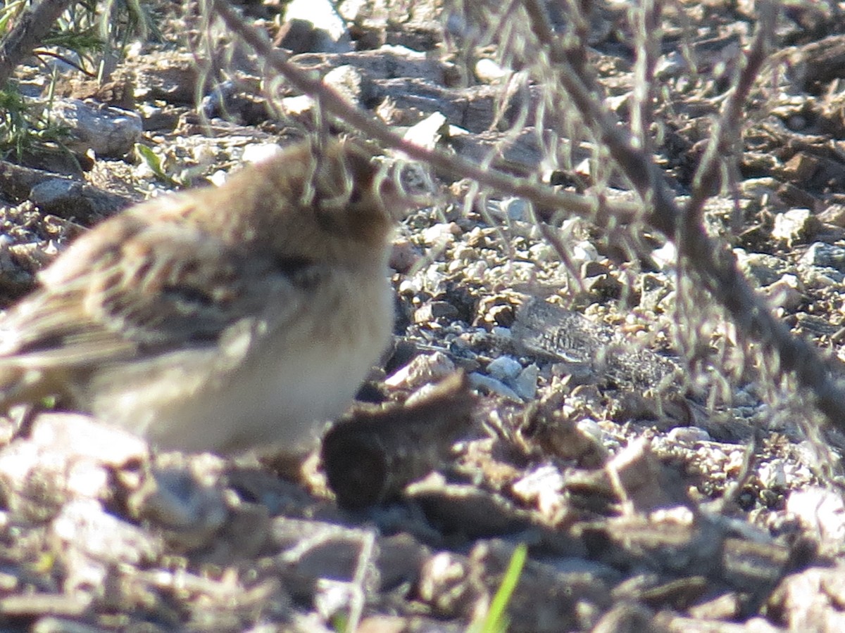 Grasshopper Sparrow - ML526677091