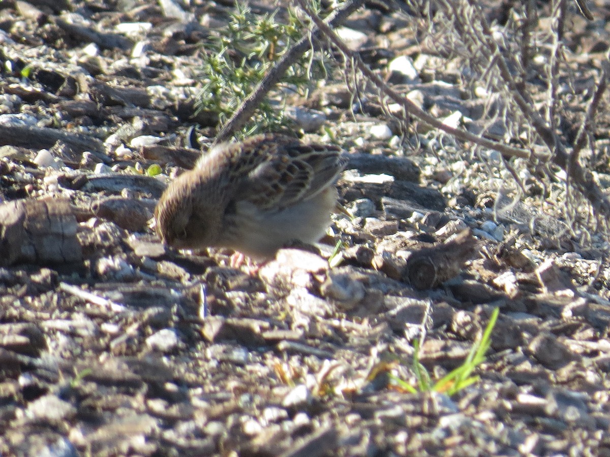 Grasshopper Sparrow - ML526677111