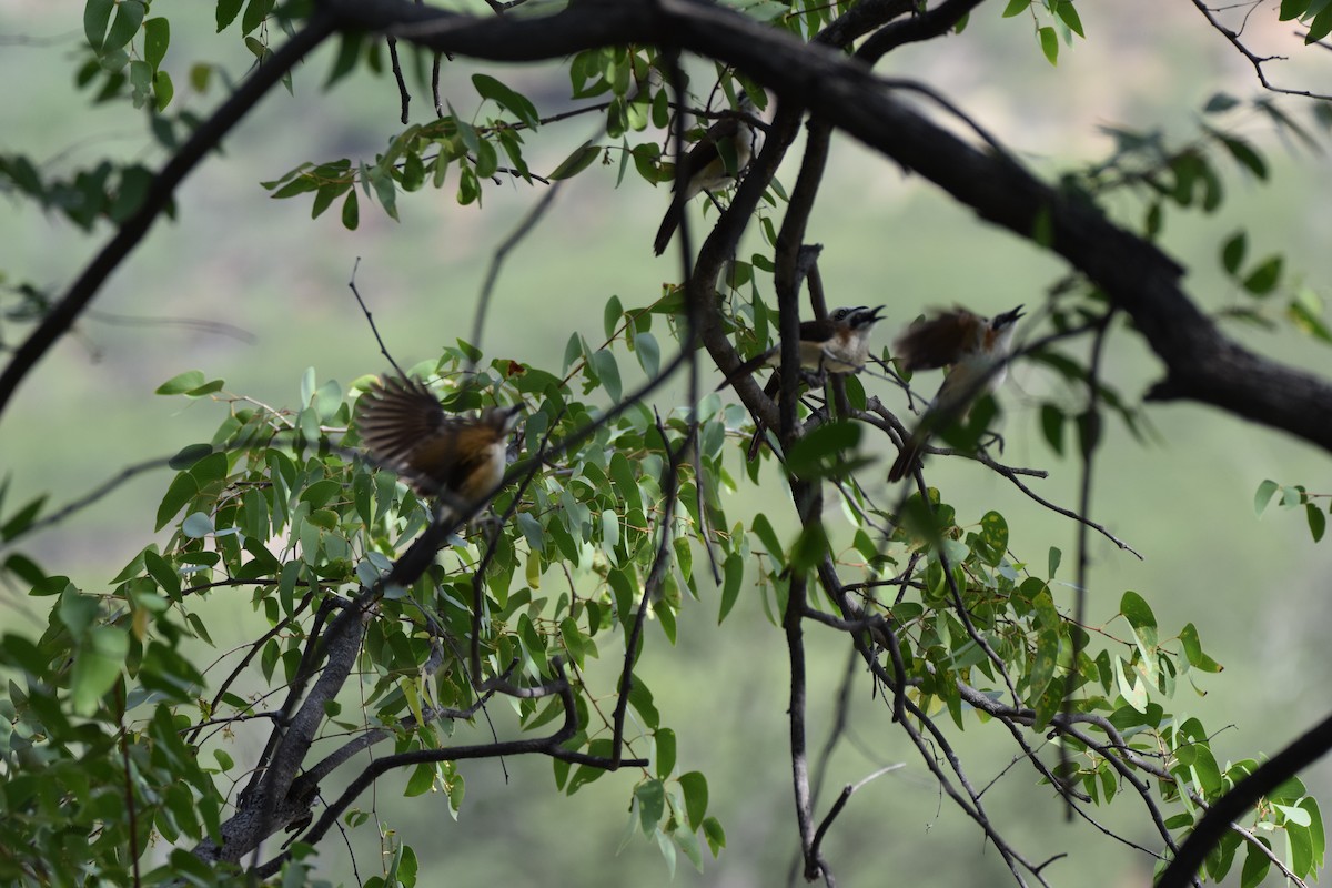 Bare-cheeked Babbler - ML52667841