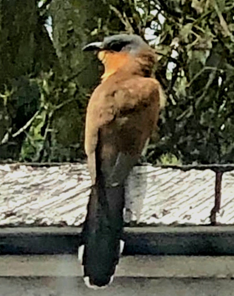 Gray-capped Cuckoo - Rafael Narváez