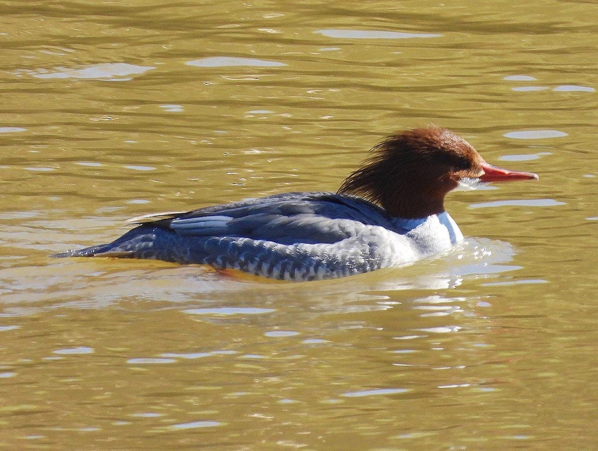 Common Merganser - ML526678791