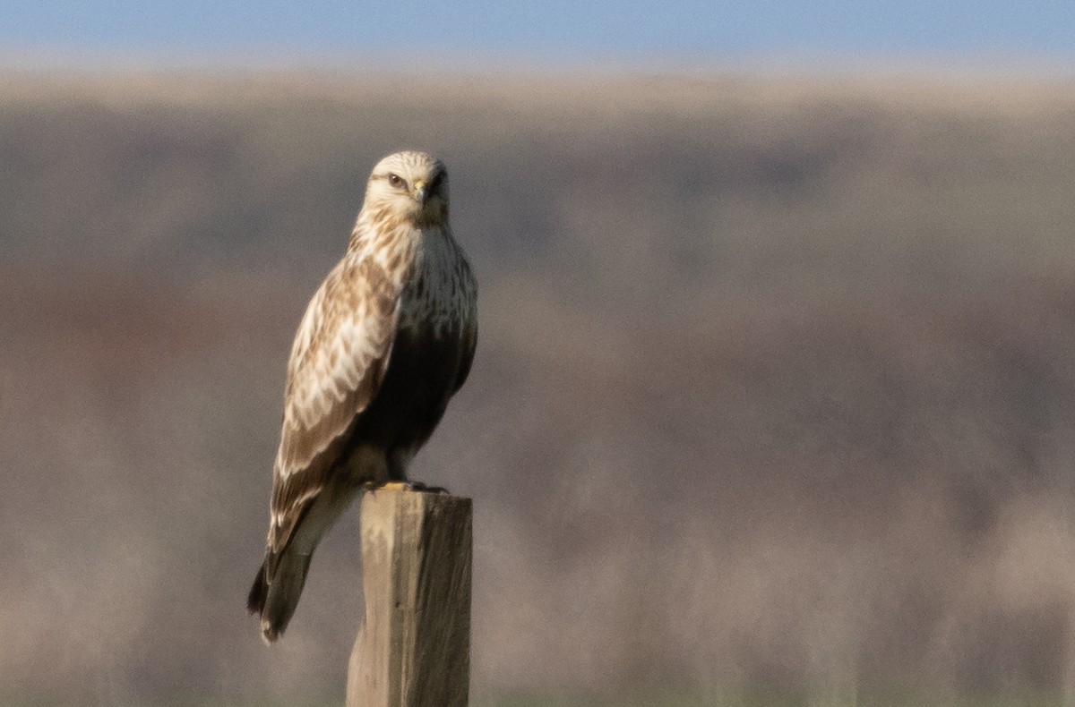 Raufußbussard - ML526679161