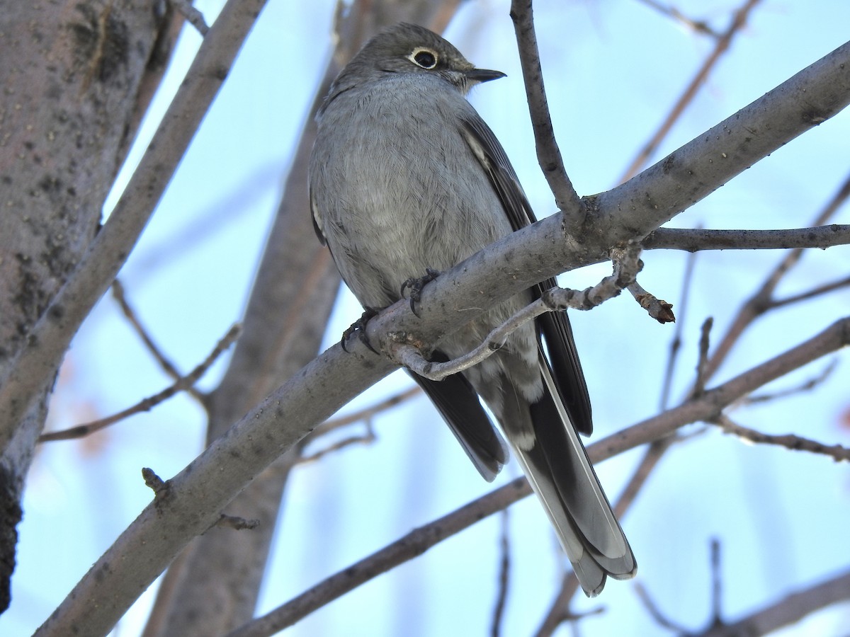 Townsend's Solitaire - ML526679741