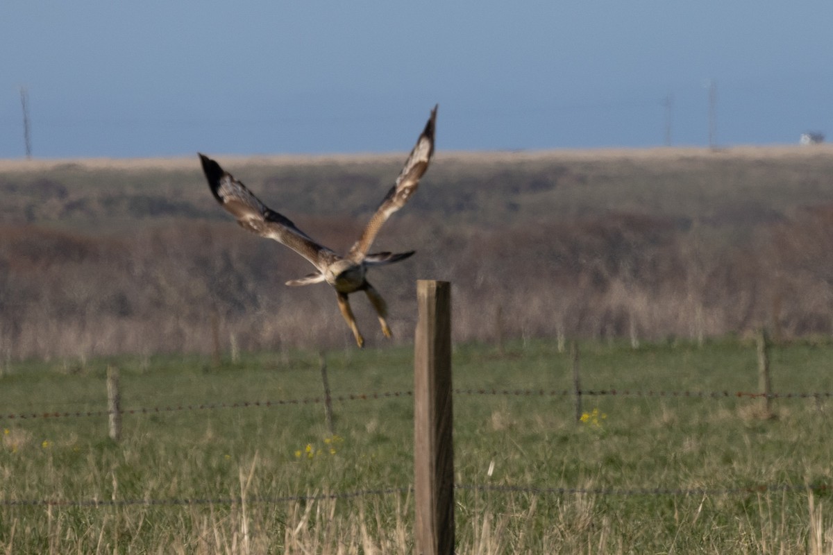 Rough-legged Hawk - ML526680171