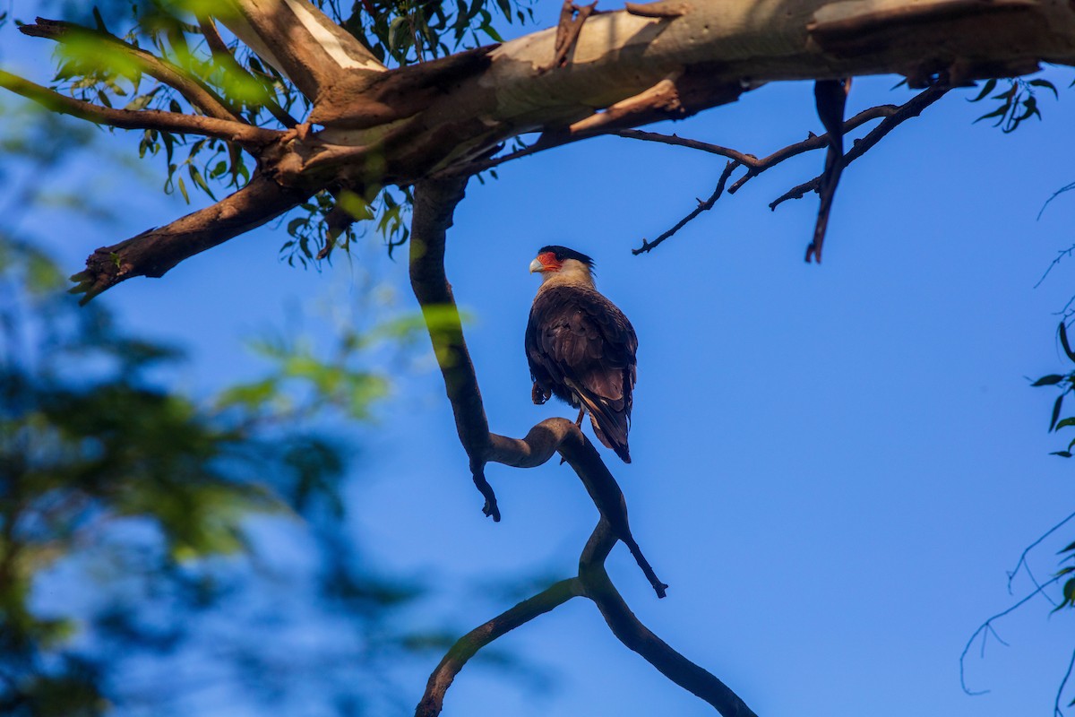 Crested Caracara - ML526680211