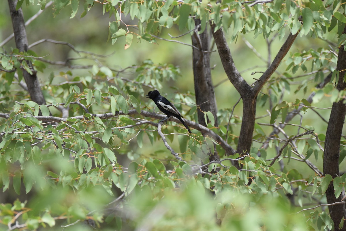 Carp's Tit - ML52668041