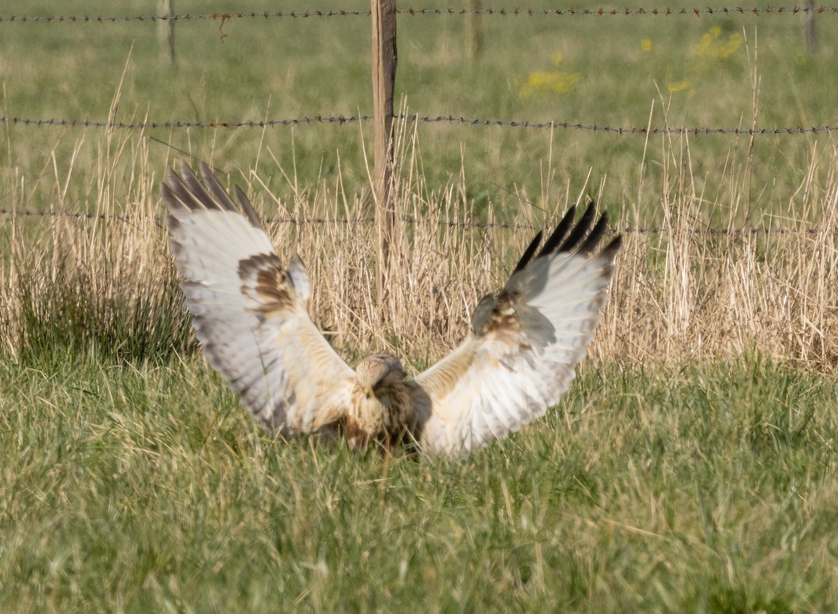 Rough-legged Hawk - ML526680421