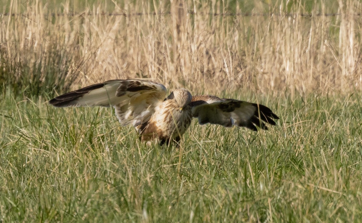 Rough-legged Hawk - ML526680531