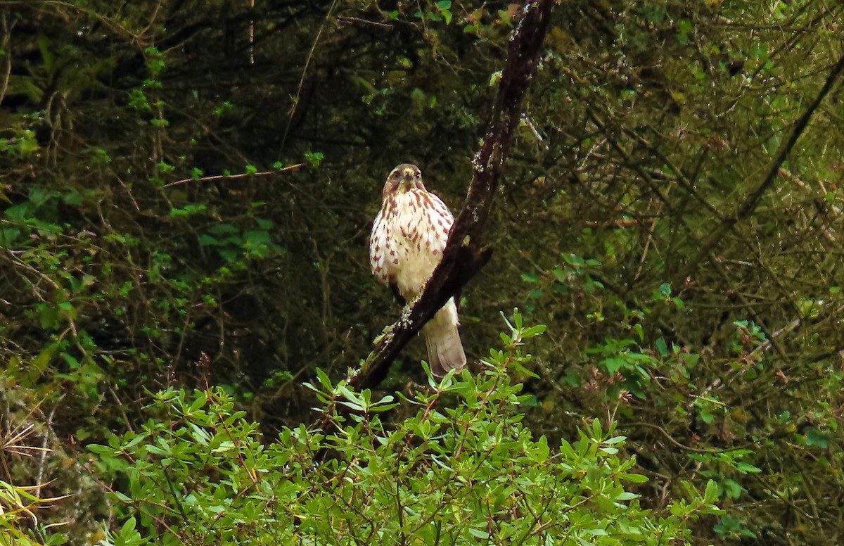 Broad-winged Hawk - ML526681391
