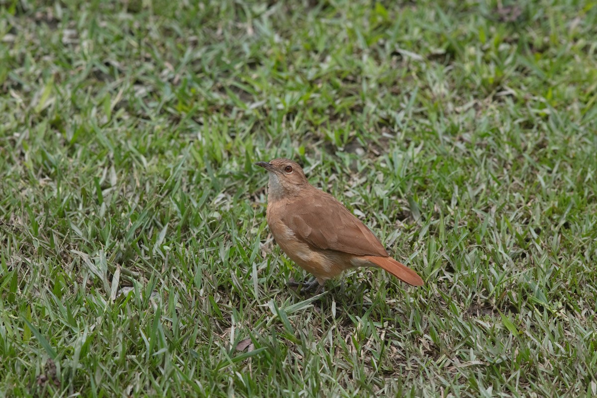 Rufous Hornero - ML526681541