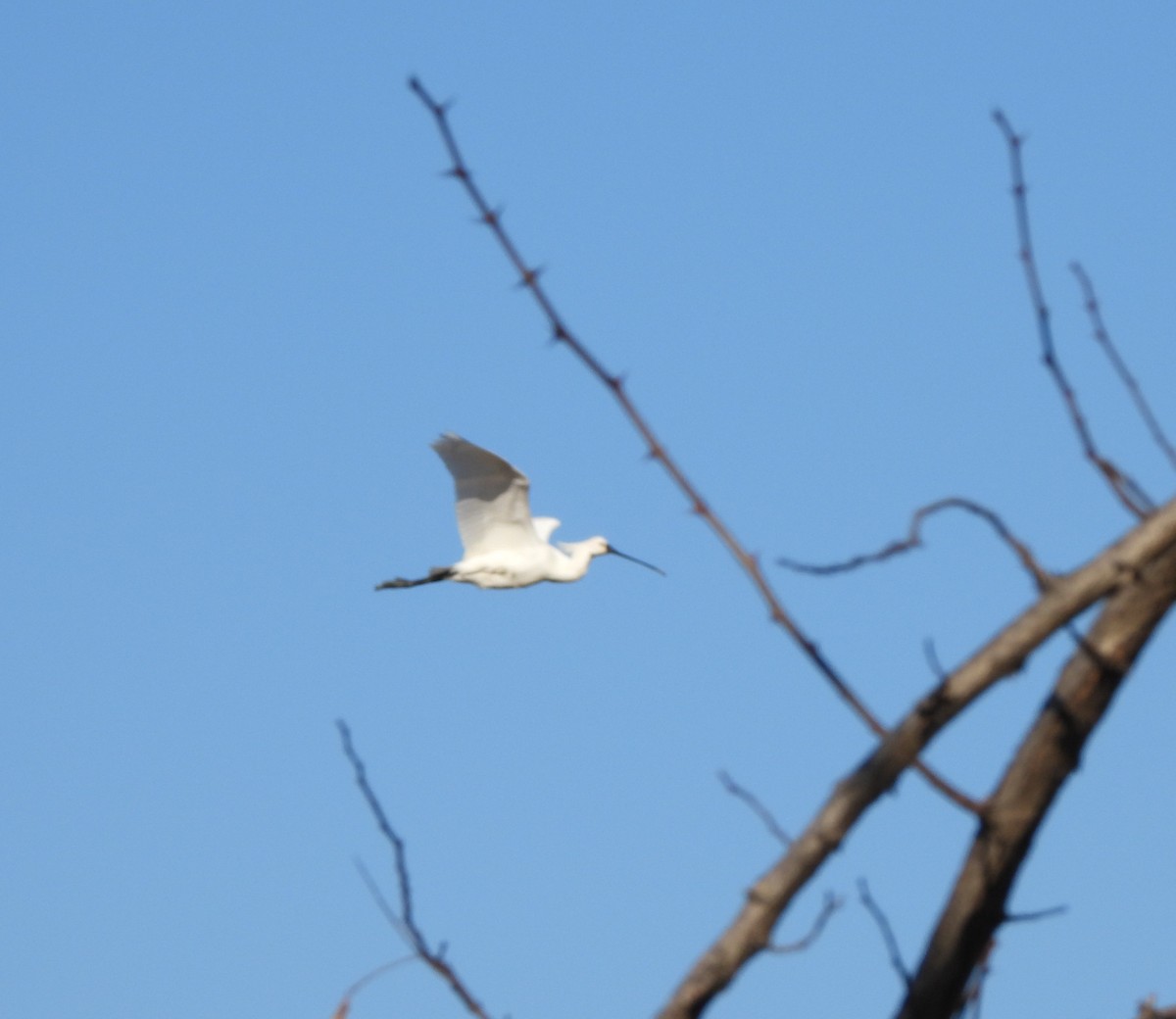 Eurasian Spoonbill - ML526681951