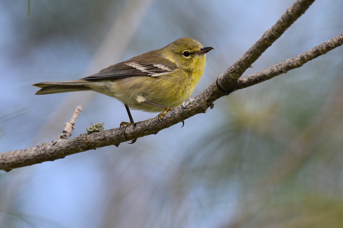 Pine Warbler - ML526682861