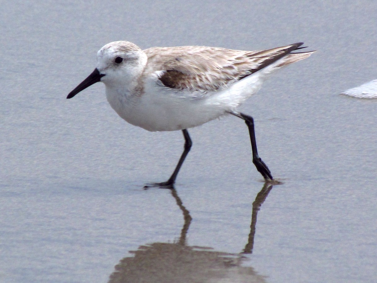 Sanderling - ML526683011