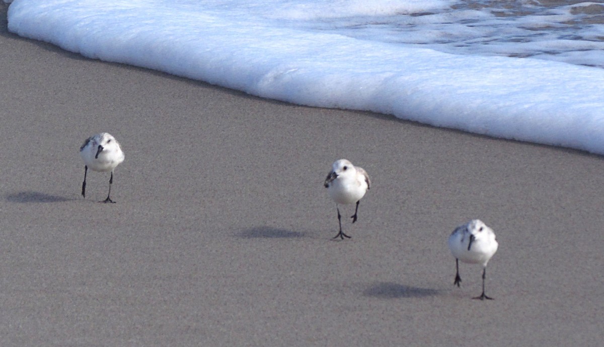 Sanderling - ML526683021