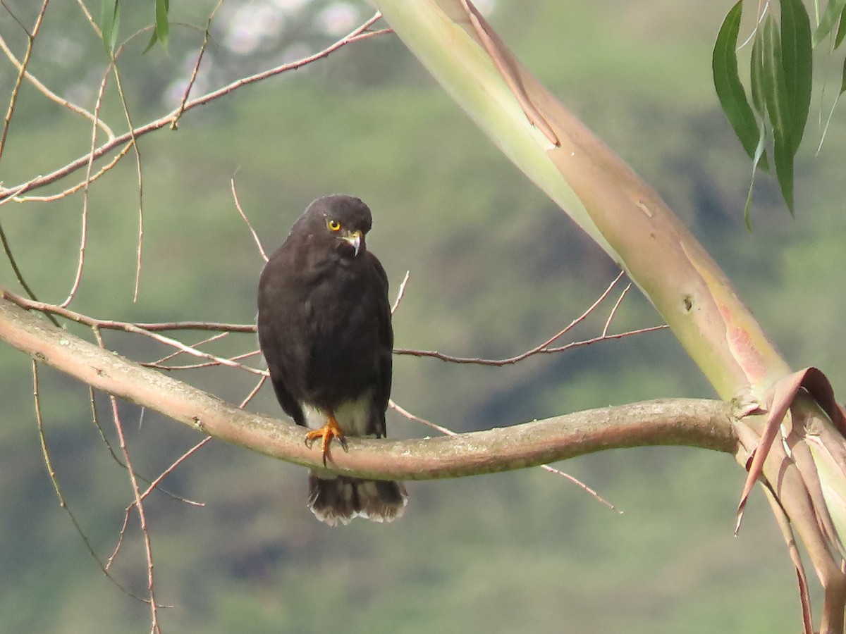 White-rumped Hawk - ML526683281