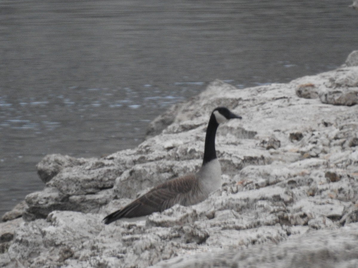 Canada Goose - ML526683401