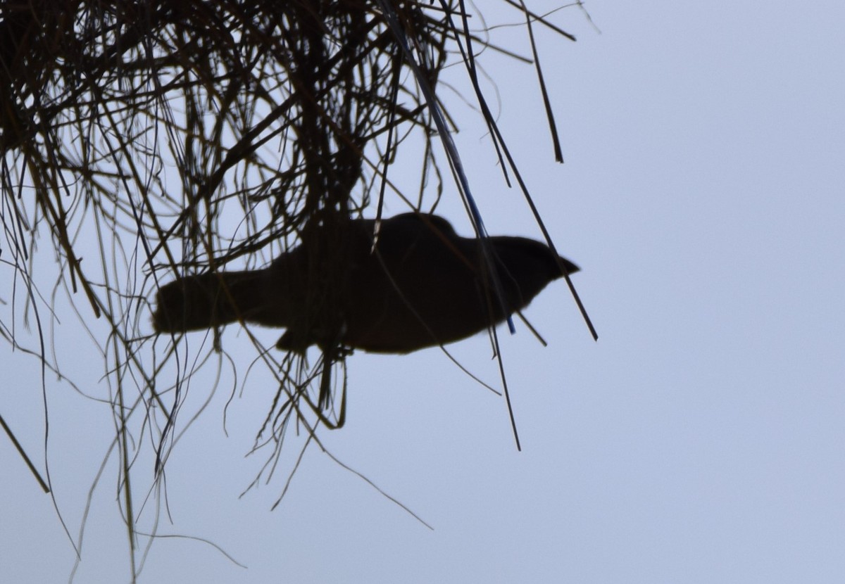 Cinderella Waxbill - Ryne Rutherford