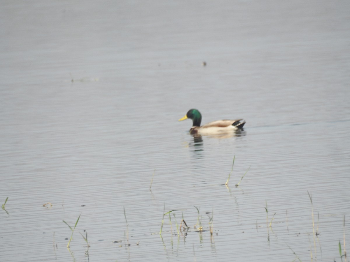 Canard colvert - ML526684391