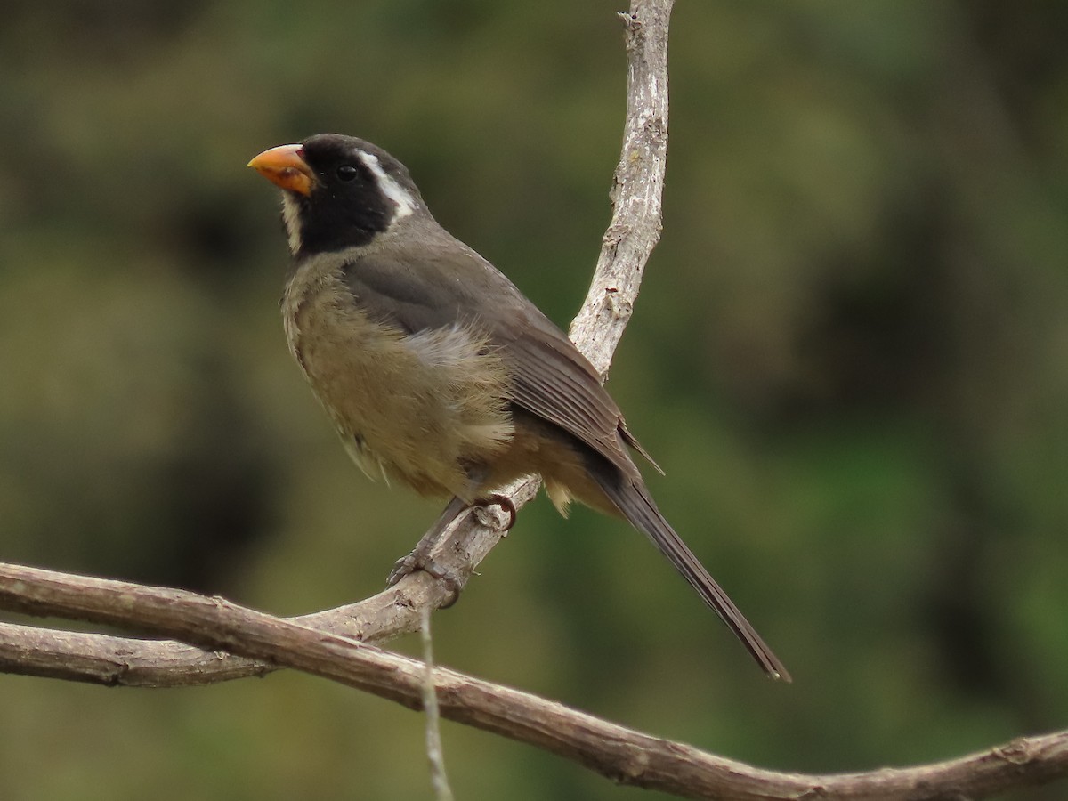 Golden-billed Saltator - ML526685061