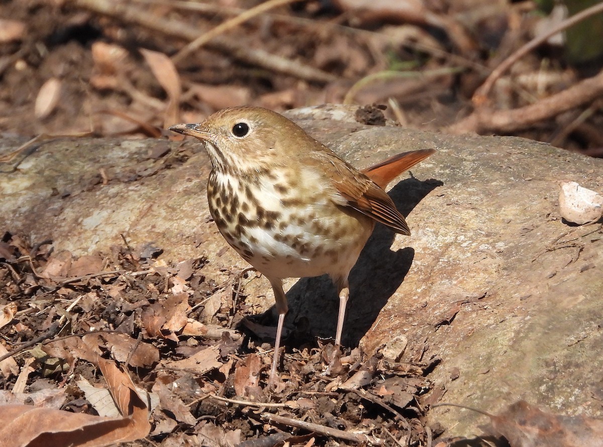 Hermit Thrush - ML526685391