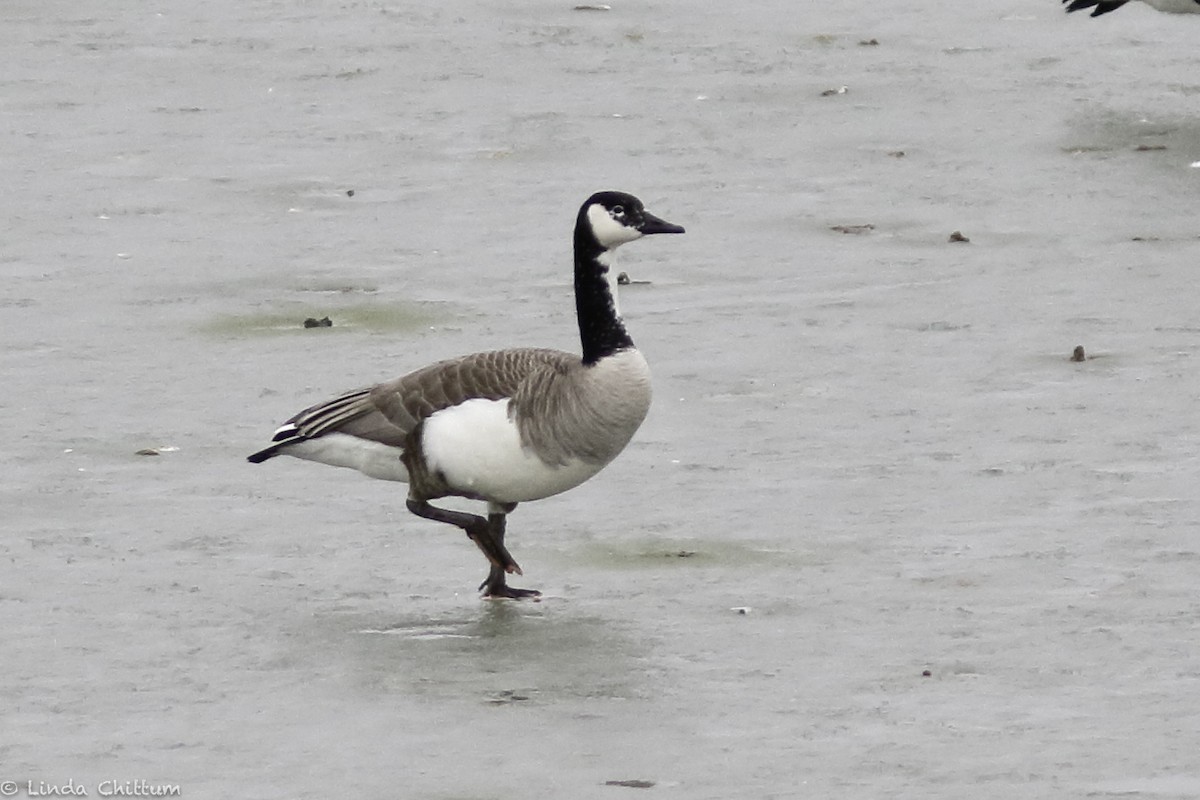 Canada Goose - ML526686381