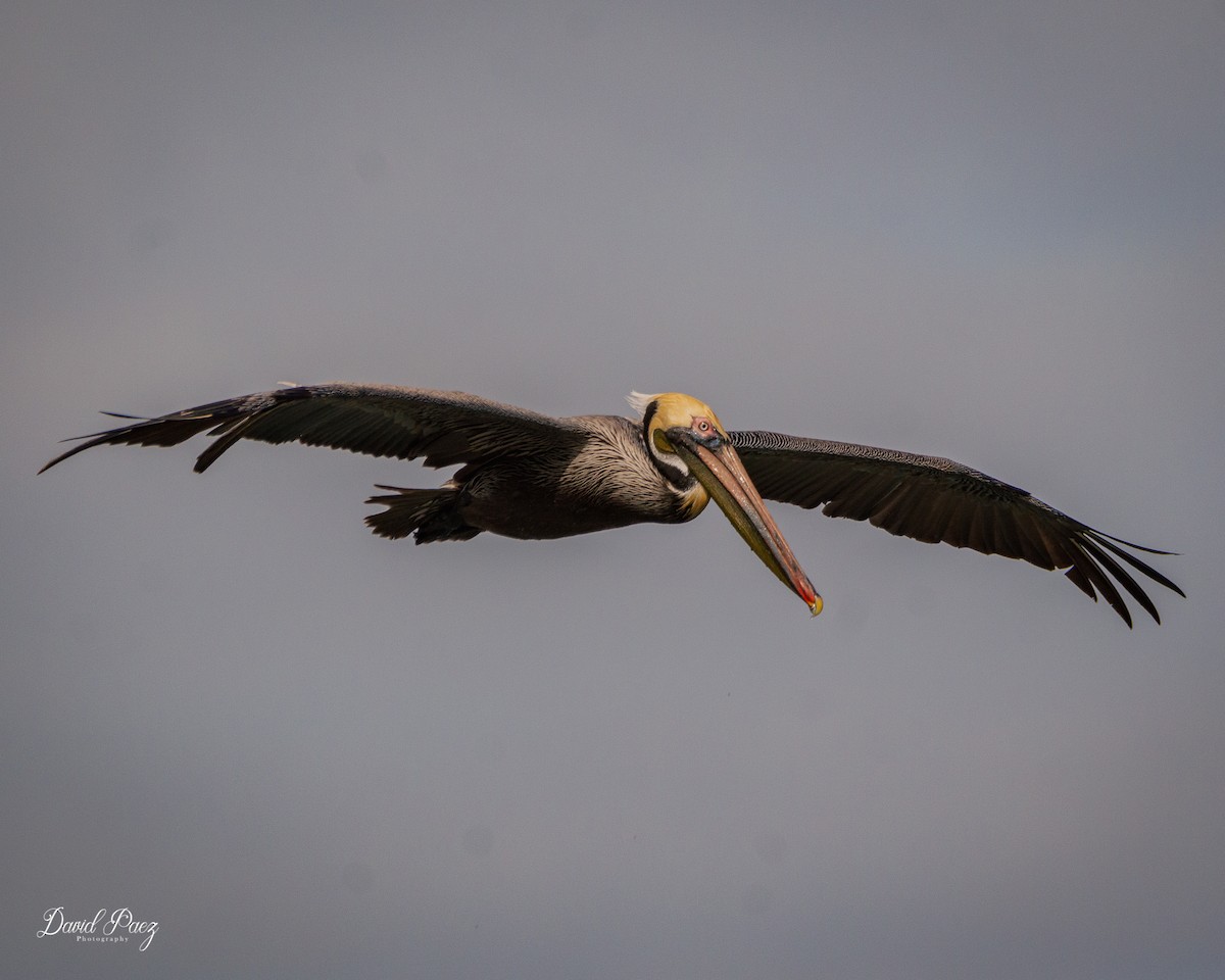 Brown Pelican - ML526686561