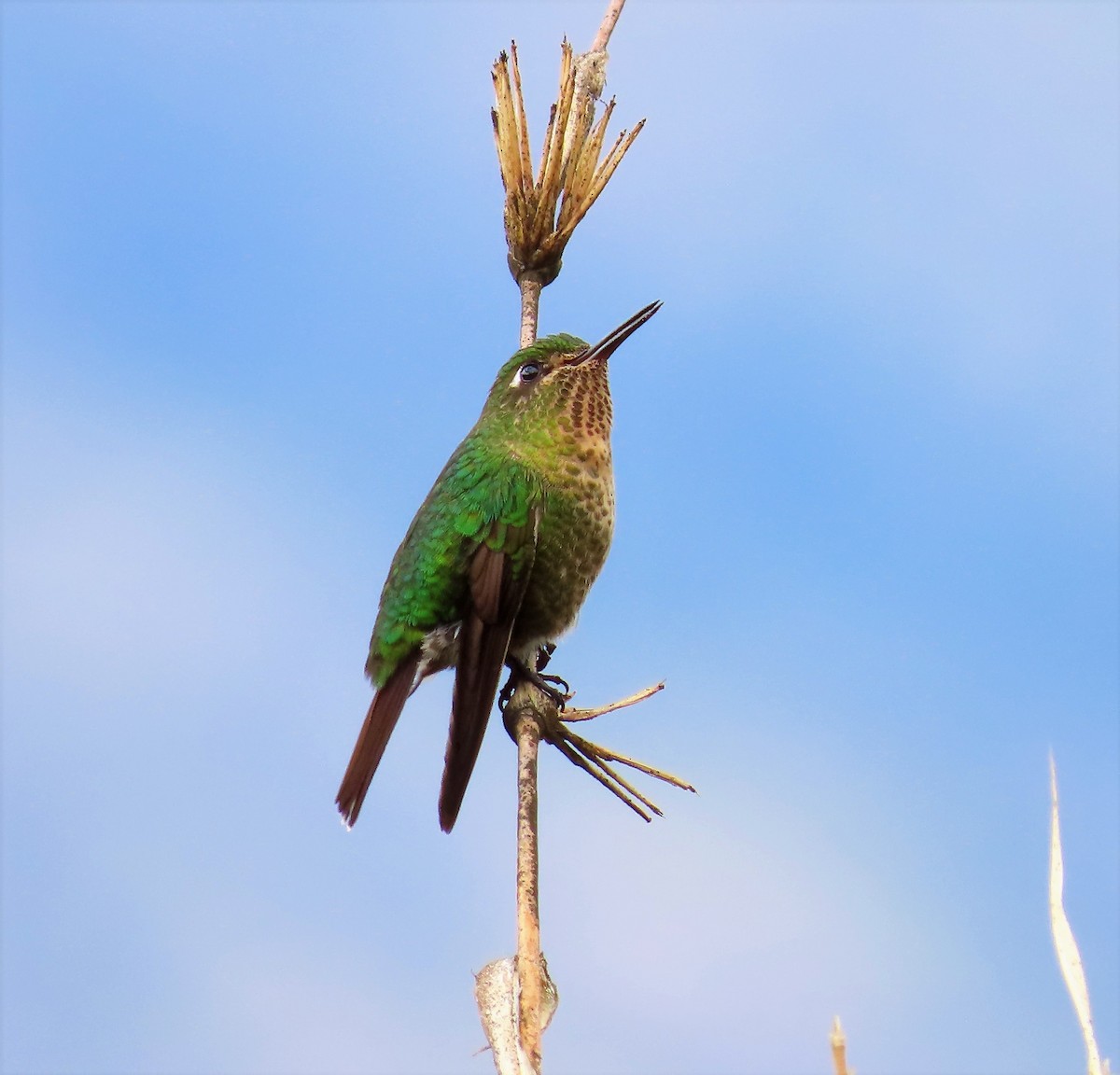 Tyrian Metaltail - ML526689031