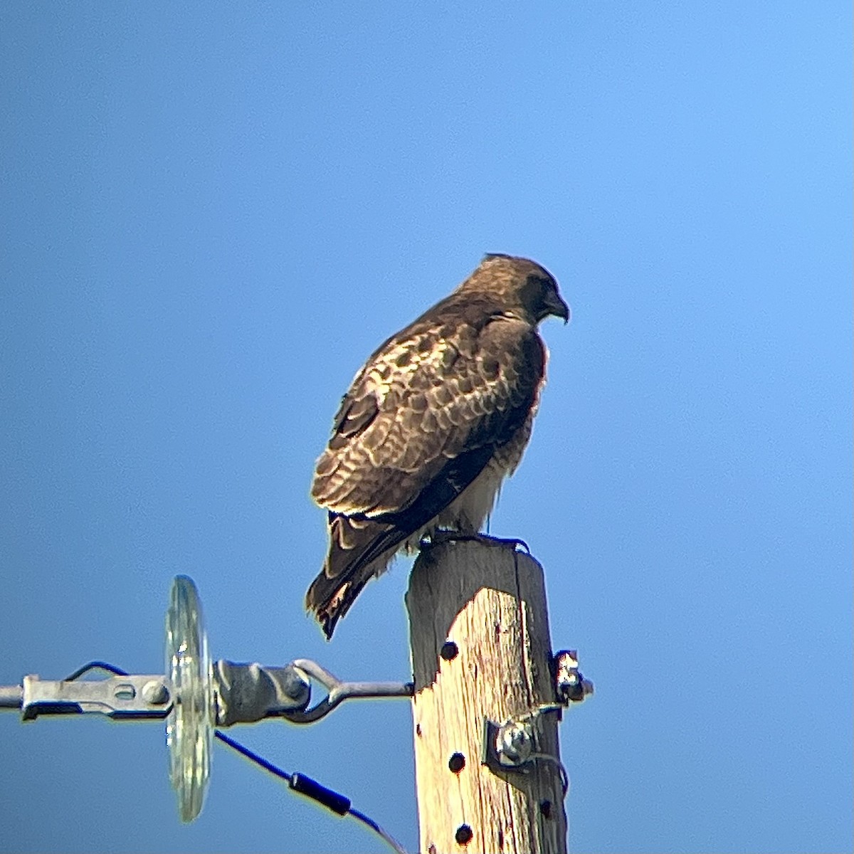 Red-tailed Hawk - ML526689921