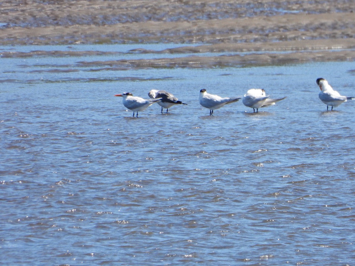 Royal Tern - ML526689951