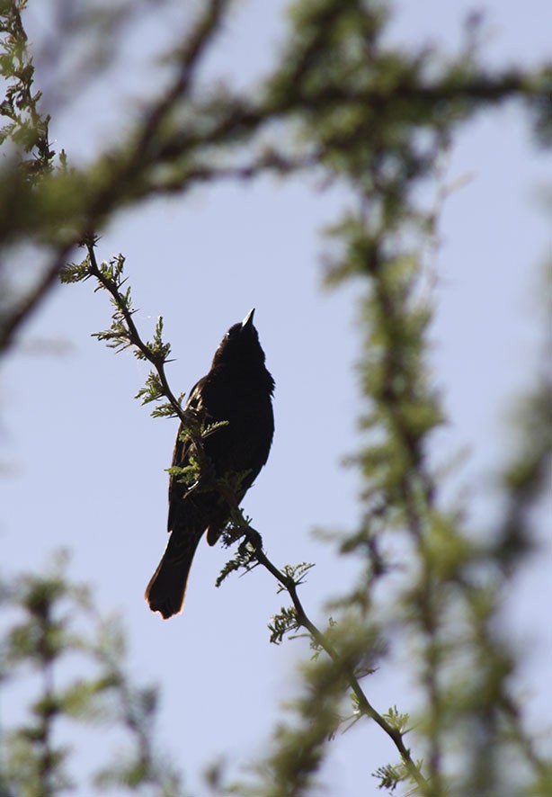 patagoniatrupial - ML526690471