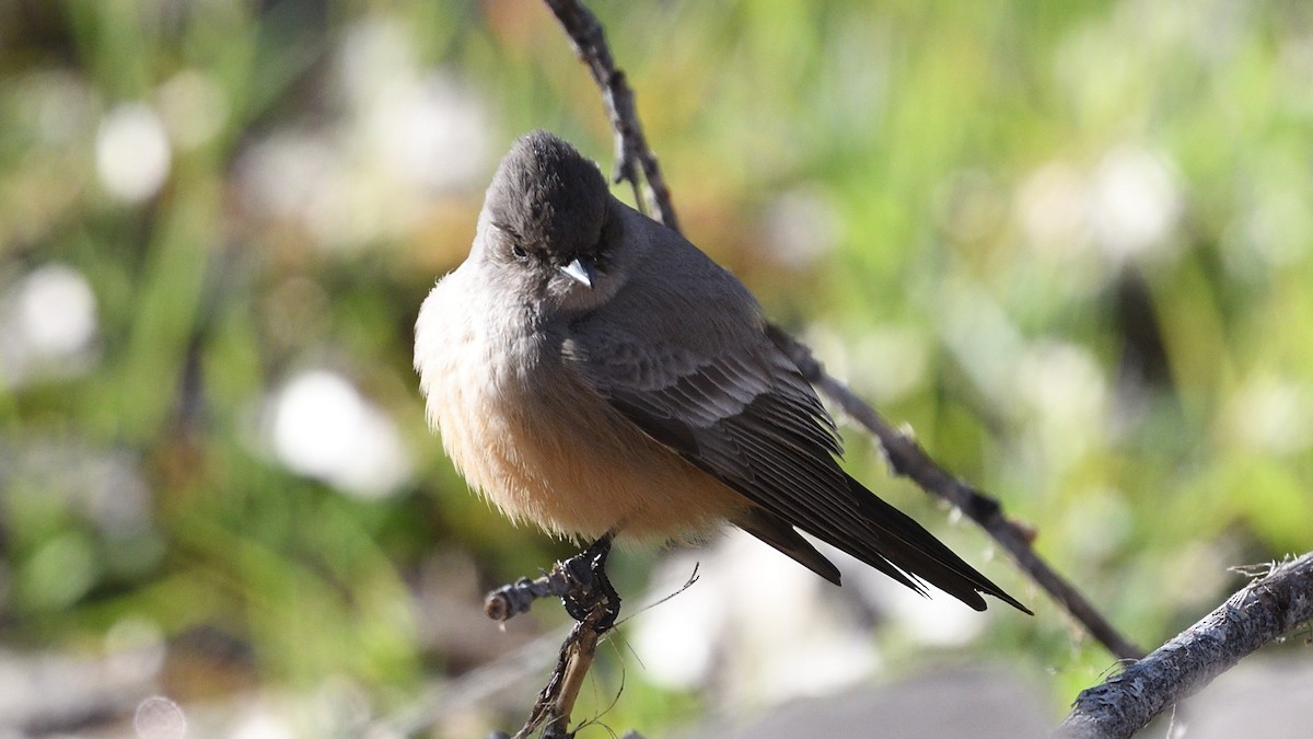 Say's Phoebe - ML526690801