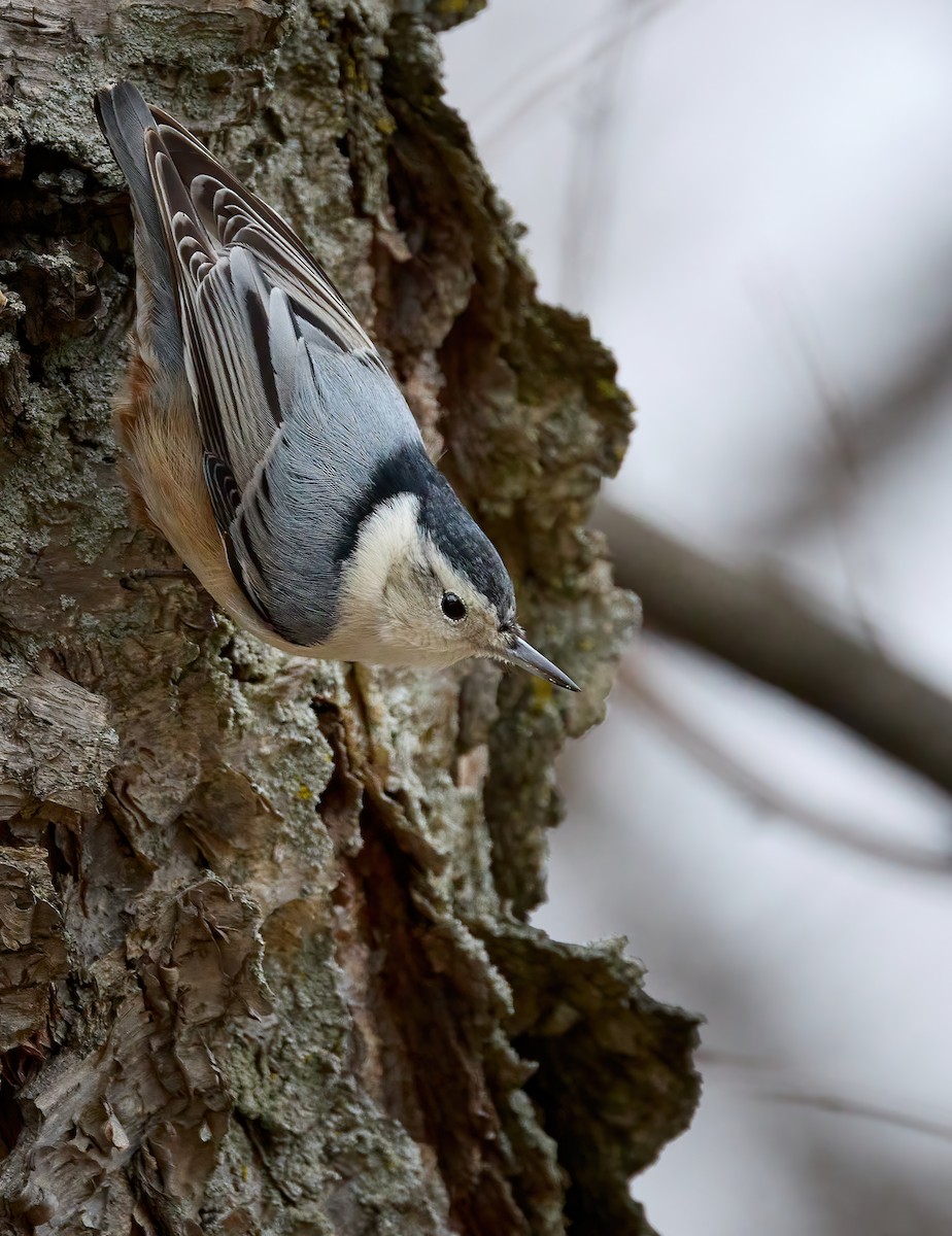 White-breasted Nuthatch - ML526691261
