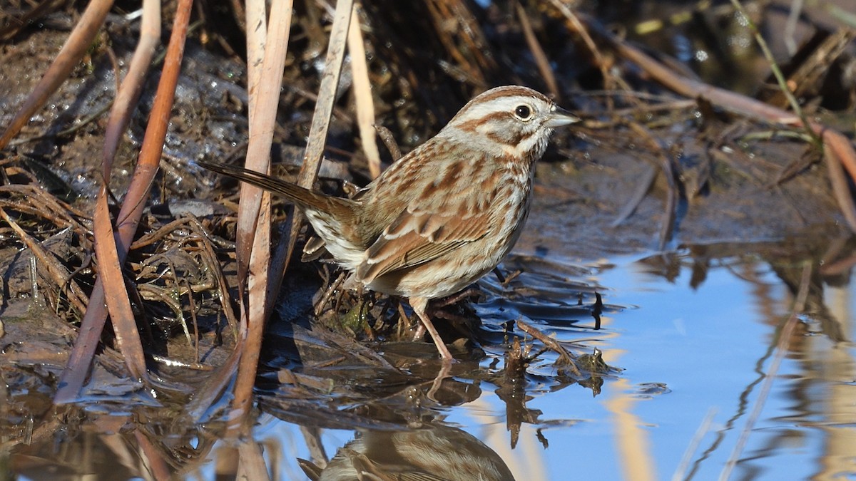 Song Sparrow - ML526691721