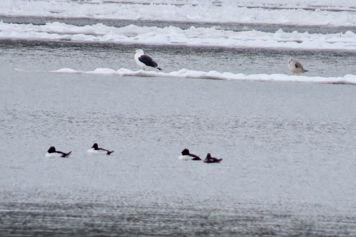 Great Black-backed Gull - ML526691851