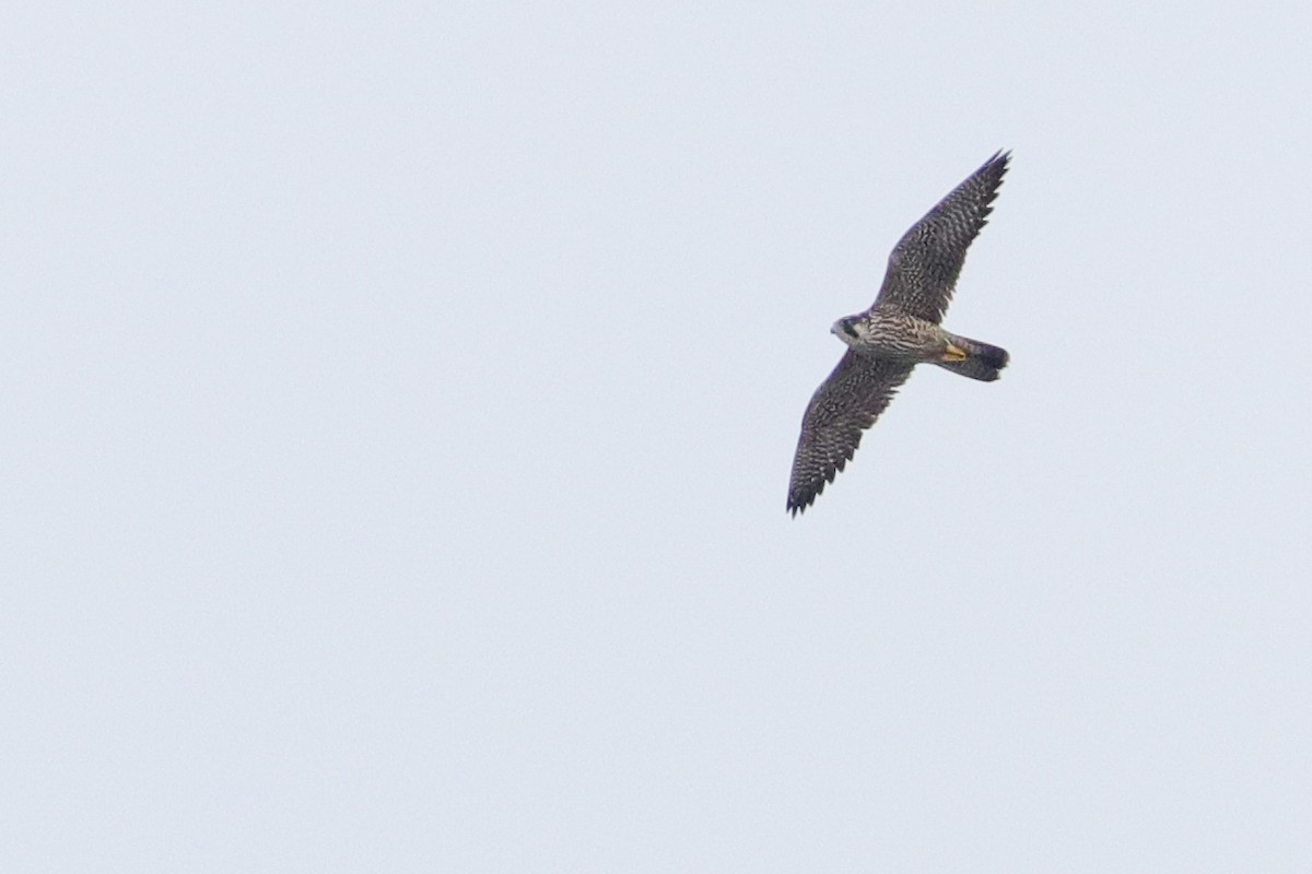 Peregrine Falcon - ML526691901