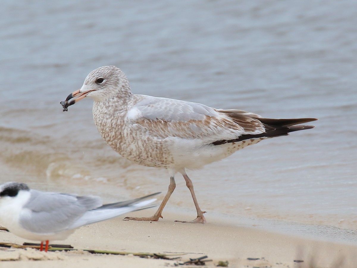 Ring-billed Gull - ML526693041