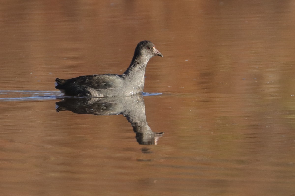 American Coot - ML526694071