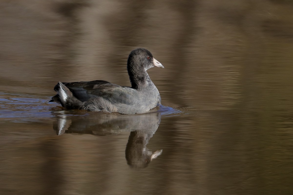 American Coot - ML526694091